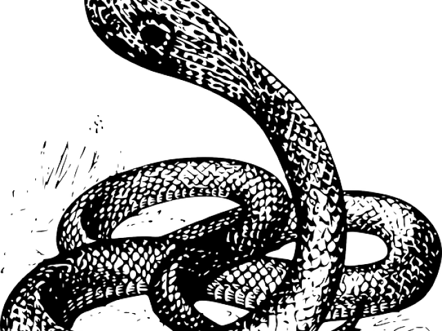 Drawn Cobra Angry - Cobra Drawing (640x480), Png Download