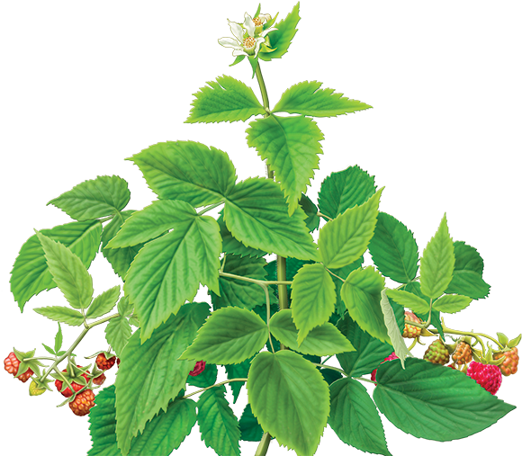 Raspberry Herbal Supplement Rubus Idaeus Herbal Tea, - Alvita - Organic Raspberry Tea - 24 Tea Bags (600x560), Png Download