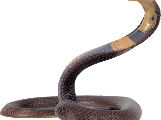 Rattlesnake Png Transparent Images - King Cobra Snake Png (640x480), Png Download