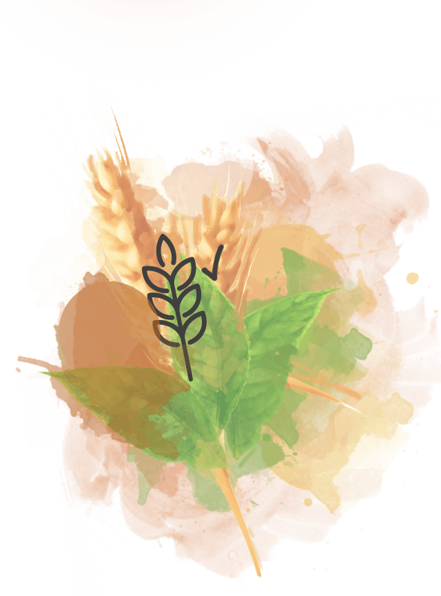 Green Tea - Insect (640x864), Png Download