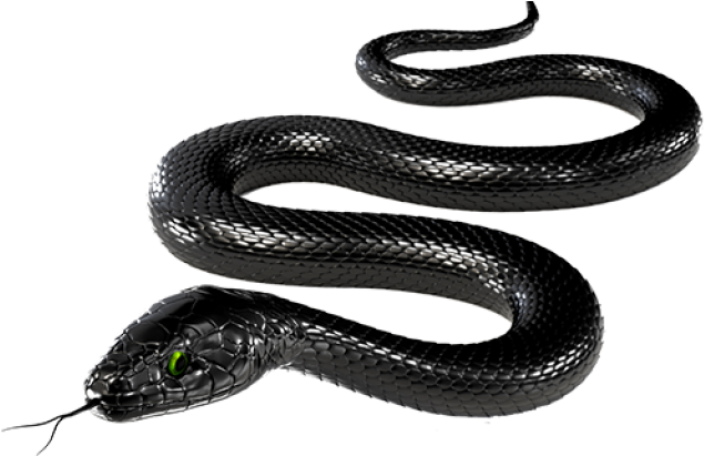 Rattlesnake Png Transparent Images - Black Snake On White Background (640x480), Png Download
