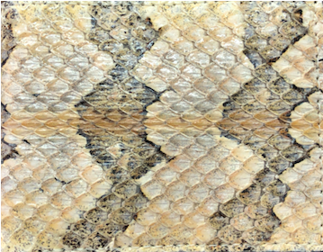 Canebreak Rattlesnake Leather Bi-fold Wallet - Leather (358x358), Png Download