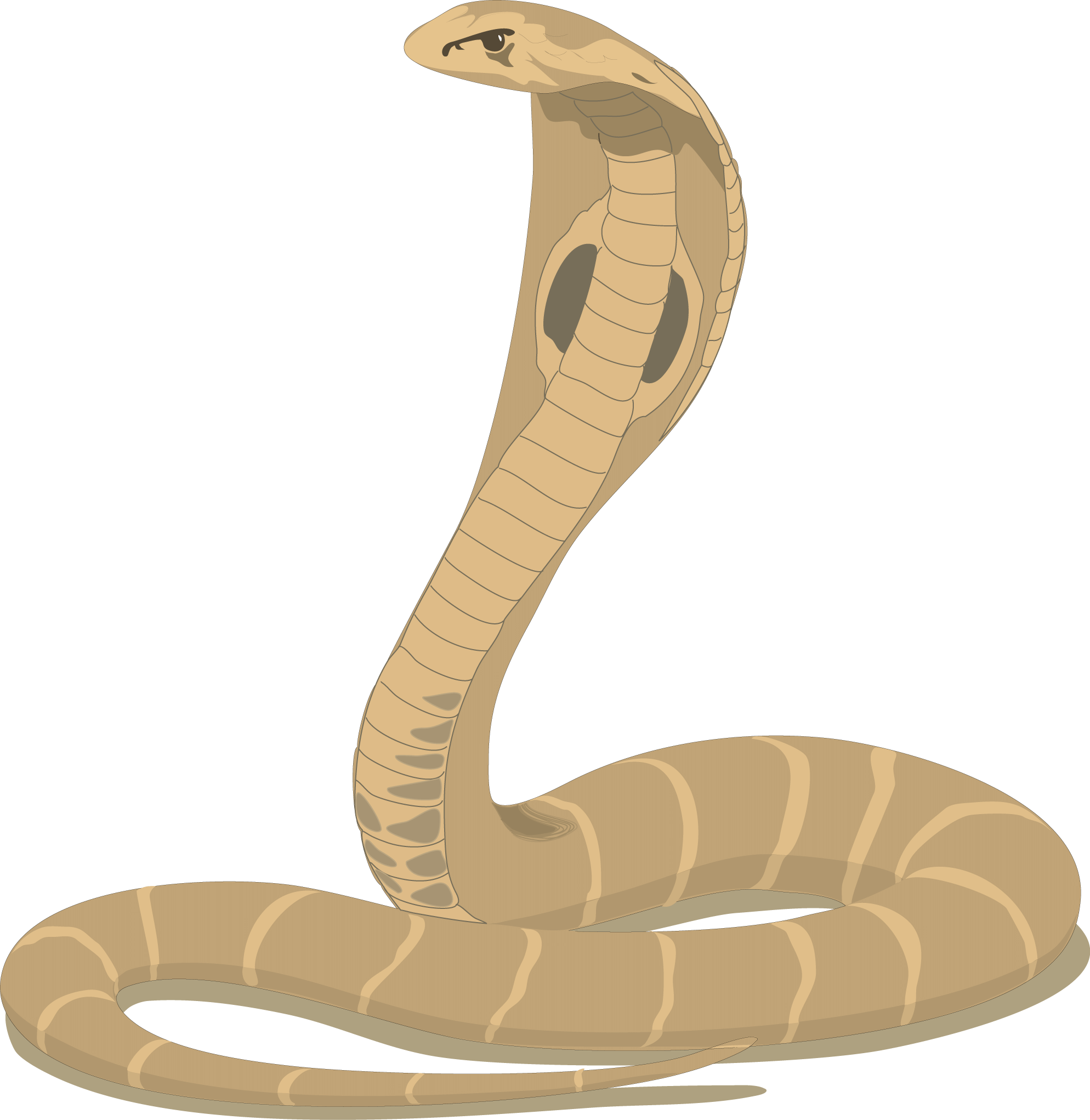 Indian King Cobra Clipart - Happy Nagula Panchami 2018 (1988x2043), Png Download