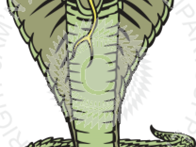Drawn Snake Color - Snakes (640x480), Png Download