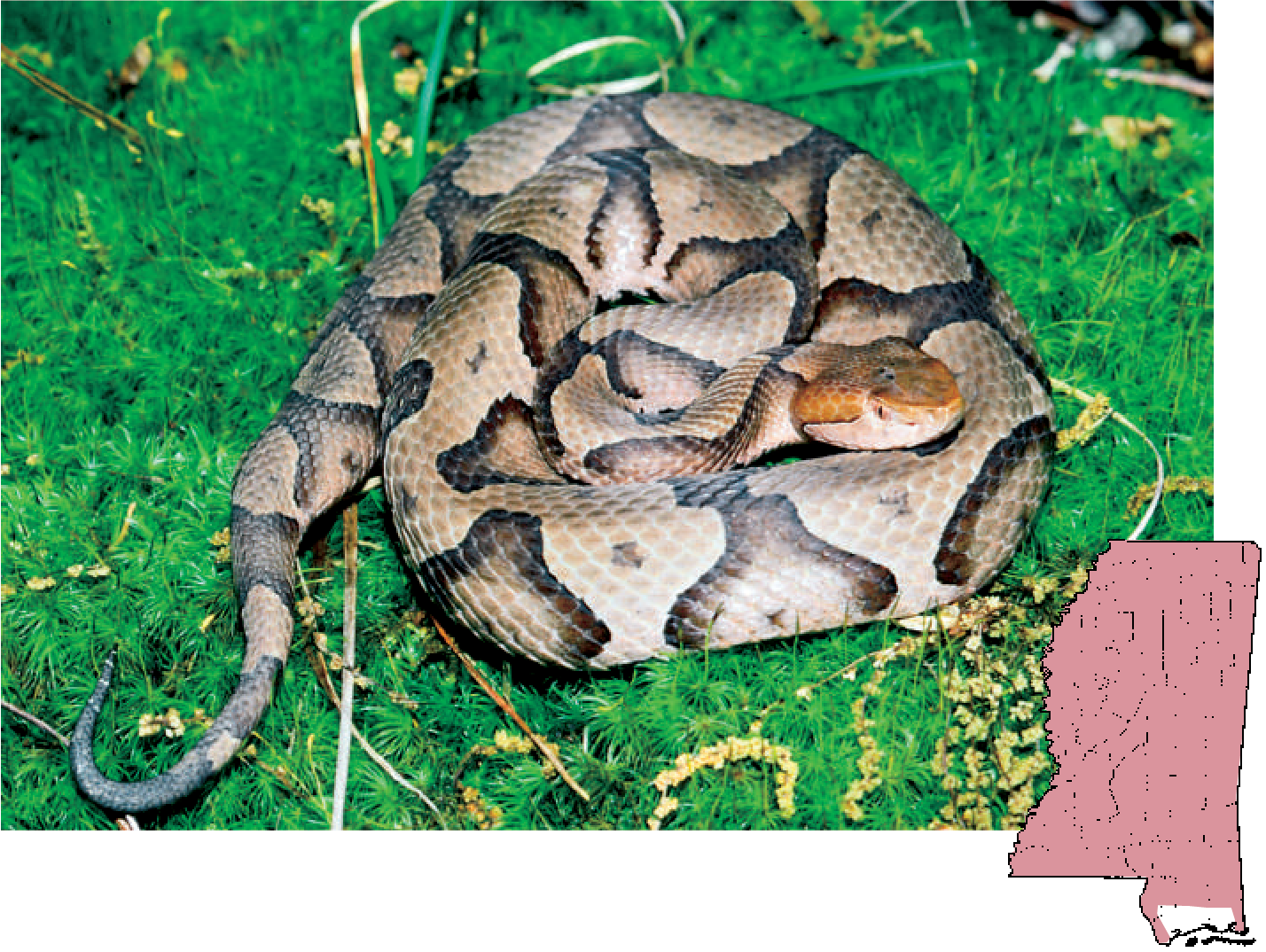 Copperhead Agkistrodon - Mississippi (1428x1074), Png Download