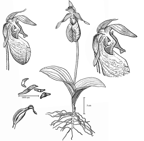 Pink Lady's Slipper - Lady Slipper Orchid Illustration (500x489), Png Download