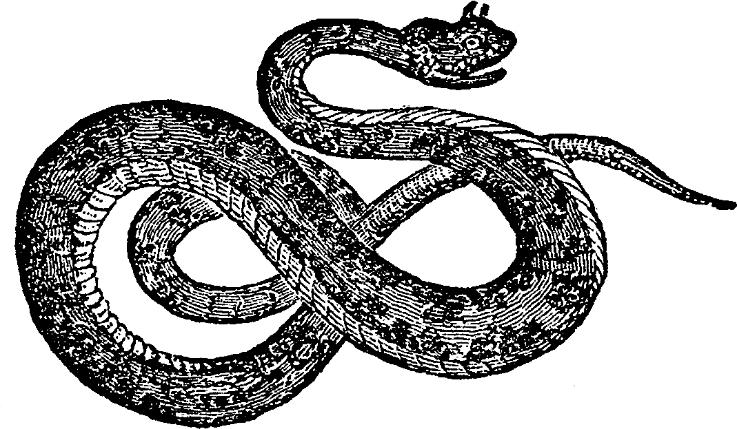 And, The Third Digital Reptile Image, Is Also Of A - Design (1200x798), Png Download