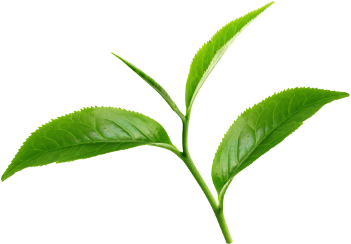 Black Tea - Green Tea (600x390), Png Download