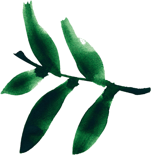 687006-807o Green Tea - Russian Olive (1125x750), Png Download