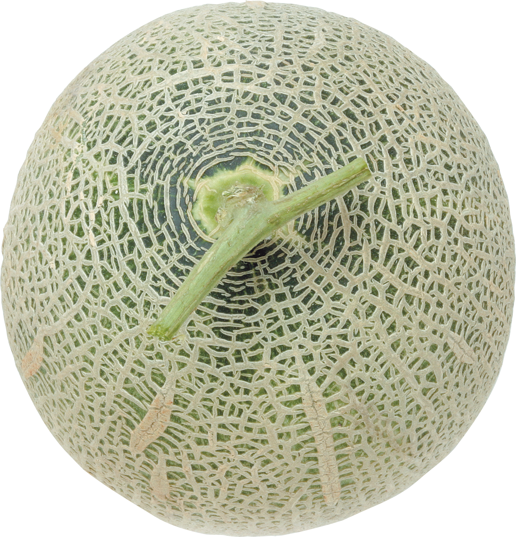 Download - Muskmelon (1717x1787), Png Download