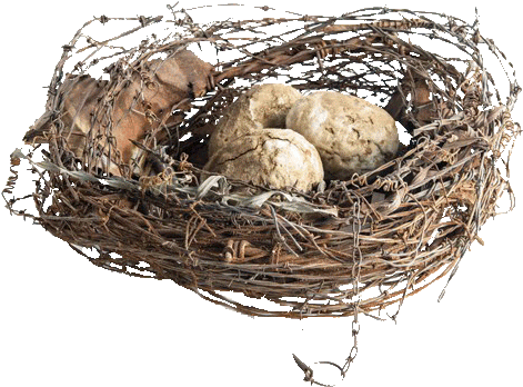 Big Barb Wire Nests - Nest (500x500), Png Download