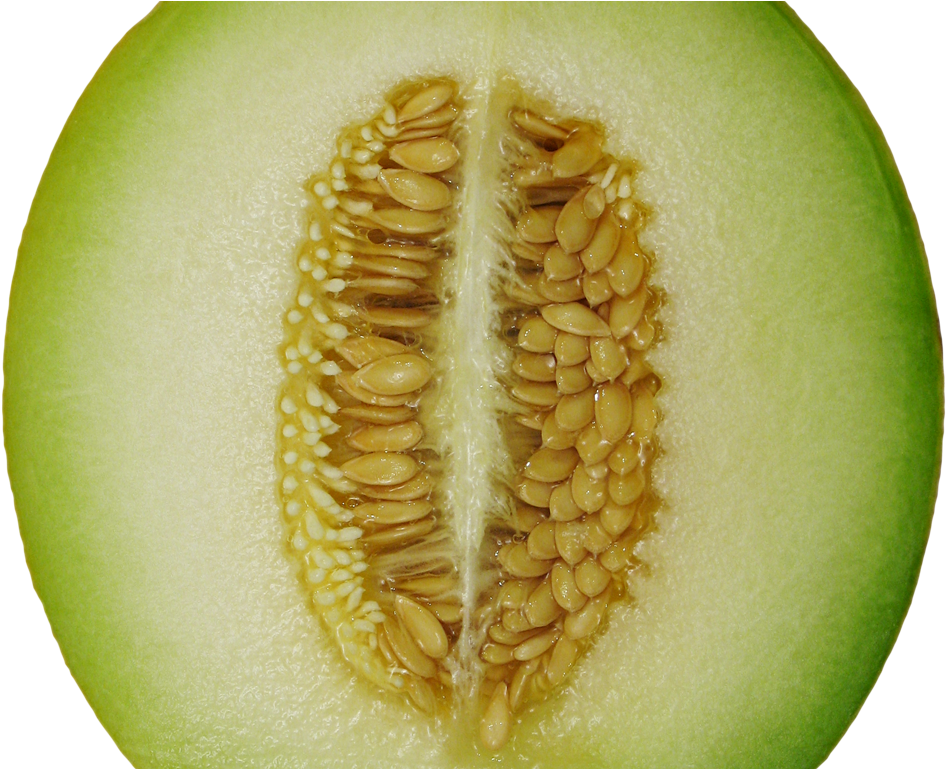 Winter Melon Png Image - Winter Melon Png (1017x768), Png Download