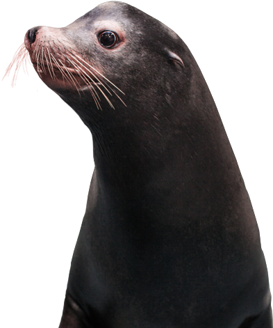 Ga Sealions - California Sea Lion (410x470), Png Download