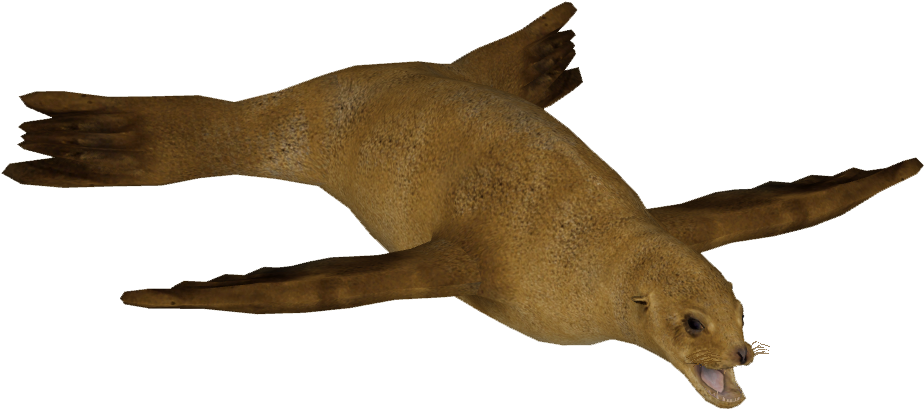 Japanese Sea Lion F - Japanese Sea Lion (923x923), Png Download