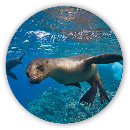 Seals In Galapagos Islands (520x520), Png Download