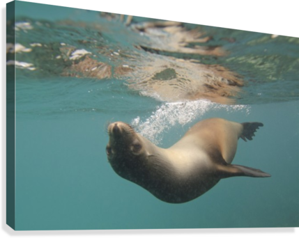 A Sea Lion Swimming Under The Water's Surface - Posterazzi A Sea Lion Swimming Under The Waters Surface (429x342), Png Download