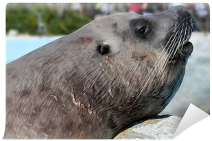 Steller Sea Lion (400x400), Png Download