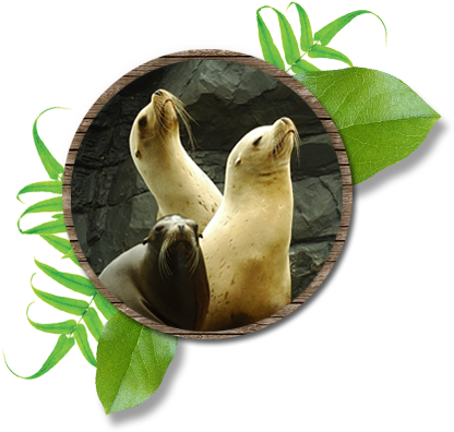 Sea Lion Beach - Cave (426x414), Png Download