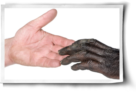 The Vegan Evolution Post Image - Monkey Hands Human (500x344), Png Download