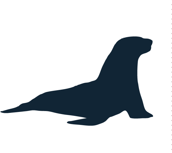 Sponsors - Sea Lion Pumpkin Stencil (600x506), Png Download