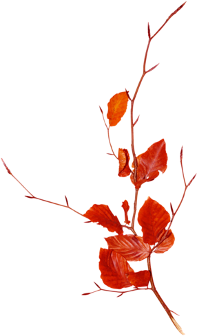 Mdesigns Element80 - Blue Branches Png (328x500), Png Download