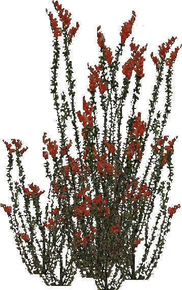 Ocotillo Bush - Ocotillo Plant Png (568x568), Png Download