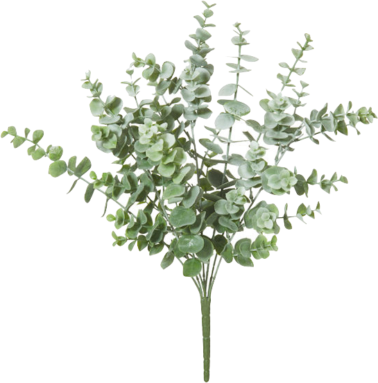 Gum Trees (600x591), Png Download