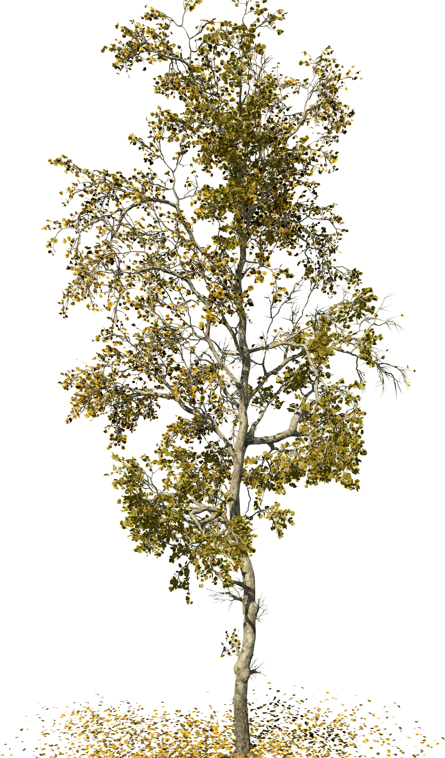 American - Sycamore Tree Png (4050x3127), Png Download