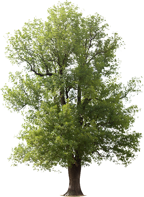 Transparent Tree Ash - Ash Tree Photoshop (462x629), Png Download