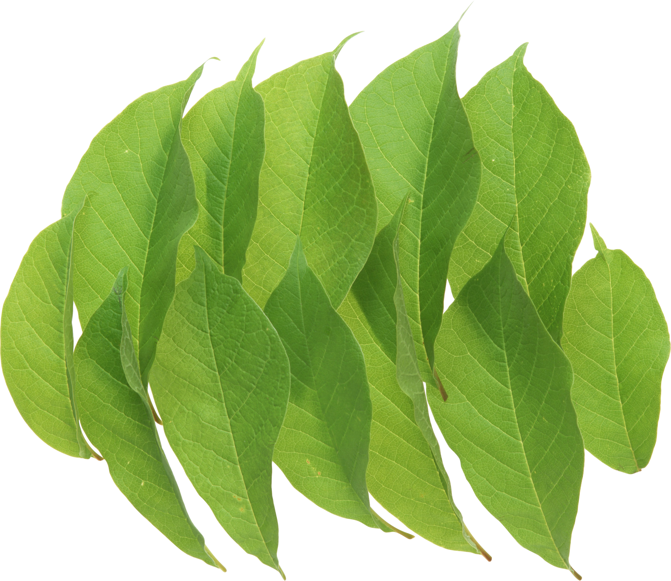 Green Leaves Png Image - Portable Network Graphics (2248x1947), Png Download