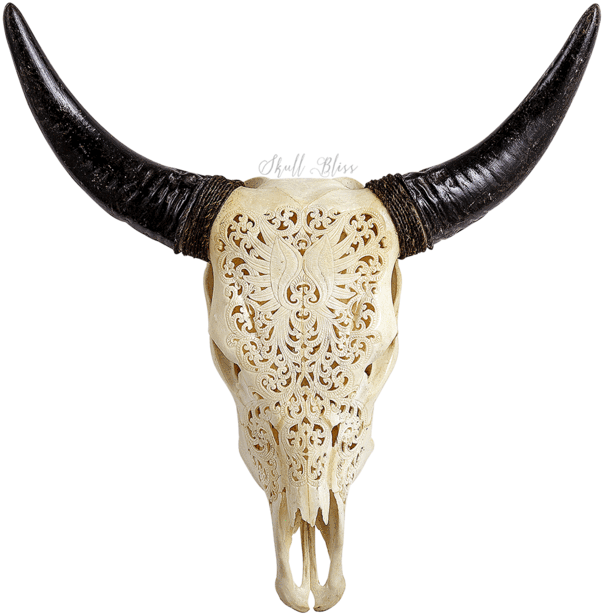 Carved Cow Skull // Xl Horns - Skull (645x645), Png Download