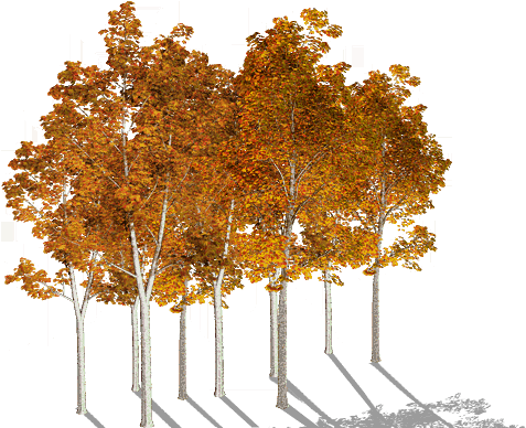 Paradiso Autumn Trees Or8 - Birch (488x396), Png Download
