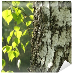 Birch Or Aspen (400x400), Png Download