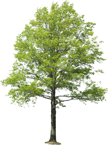 Download Trees Set - Arboles Png Para Renders | Transparent PNG ...