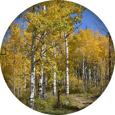 Birch Trees - Birch (371x371), Png Download