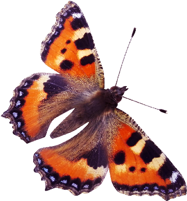 Red Admiral Butterfly Png (560x560), Png Download