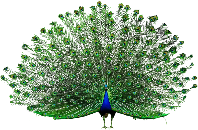 Peacock - Peacock Wallpaper Hd (866x650), Png Download