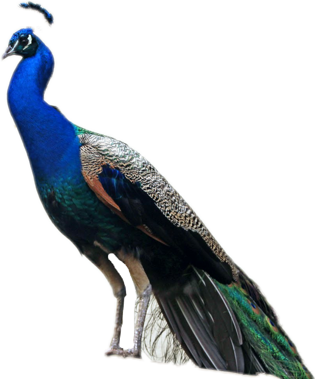 Peafowl (1024x1233), Png Download