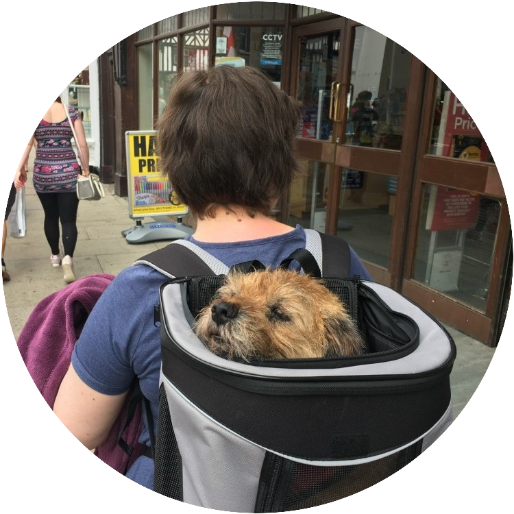 Indy Taking A Break From Walking In Stratford Upon - Australian Terrier (750x750), Png Download