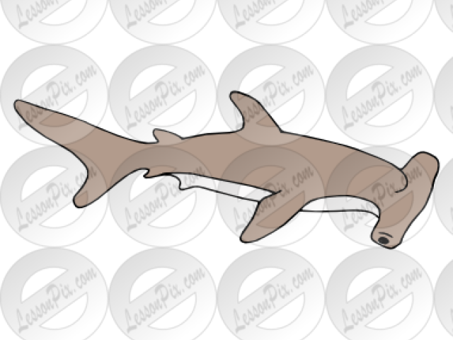 Hammerhead Shark Clipart Transparent Background - Squaliformes (640x480), Png Download
