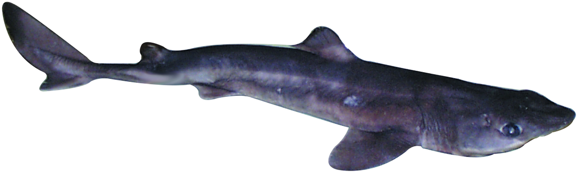 Loading Zoom - Shark (1280x451), Png Download