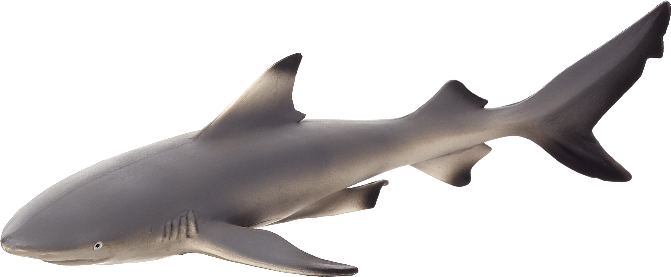 Sealife - Blacktip Reef Shark Png (2403x1059), Png Download
