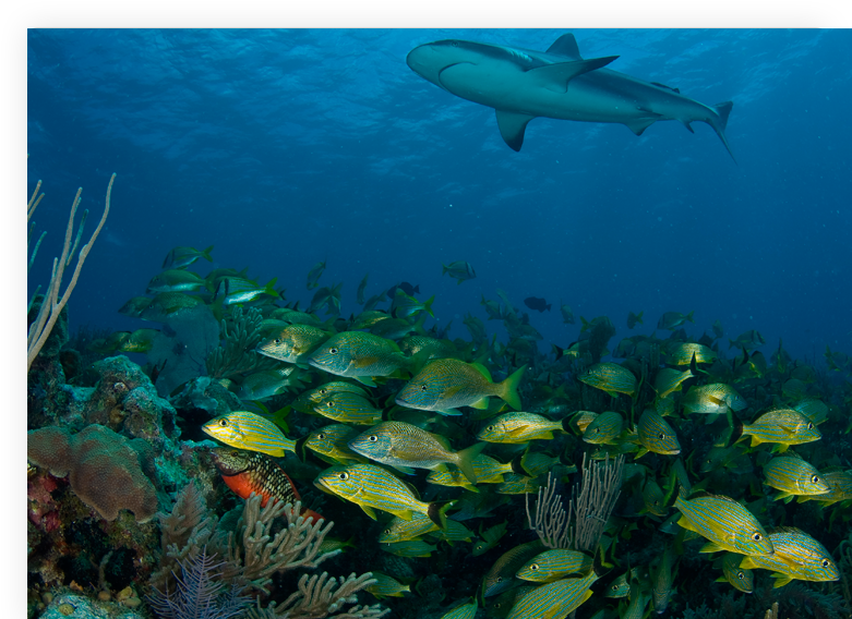 Chrome Ipad - Cuba Gardens Of The Queen Diving (868x567), Png Download