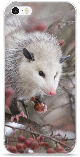 Snowpossum ☆ Iphone Case - Kangaroo Rat (600x600), Png Download
