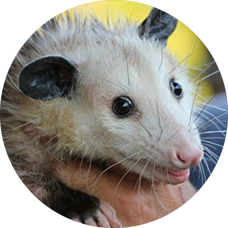 Cleveland Browns Rally Possum (768x768), Png Download