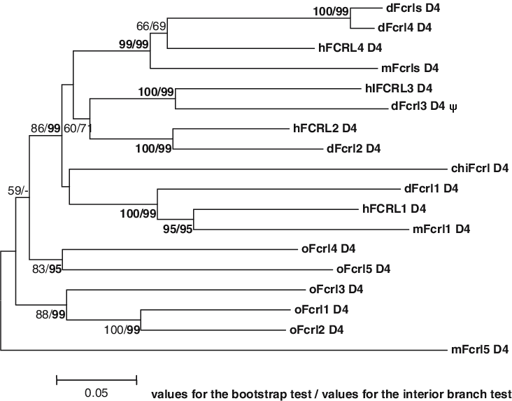 Nj Tree Of The Human , Mouse (m), Dog (d), Opossum - Number (732x573), Png Download