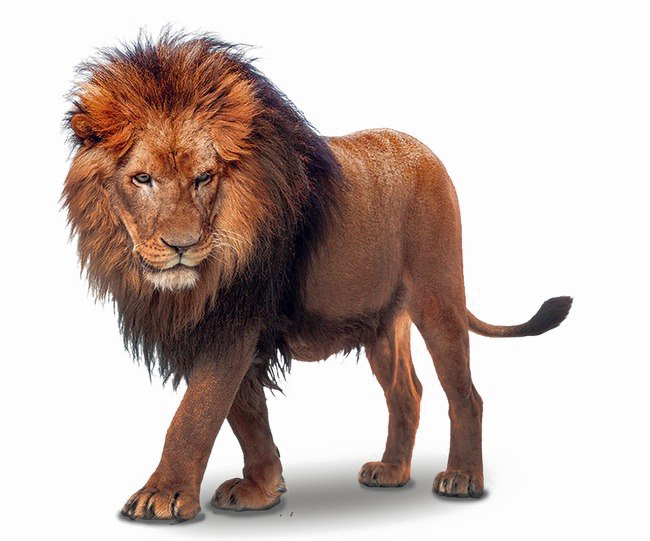 African Lion Png File - Turk King (650x541), Png Download