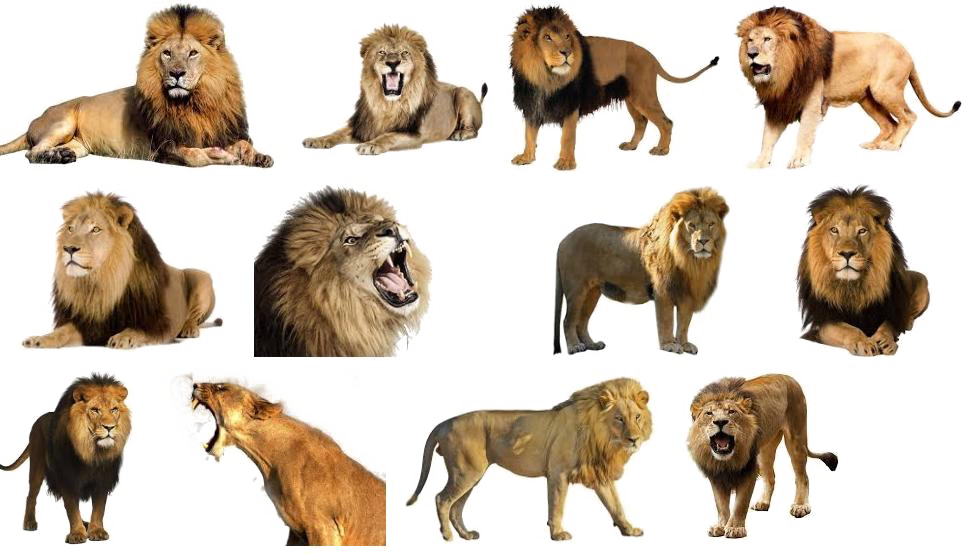 Lion Download Png Image - Lion On White Background (967x554), Png Download