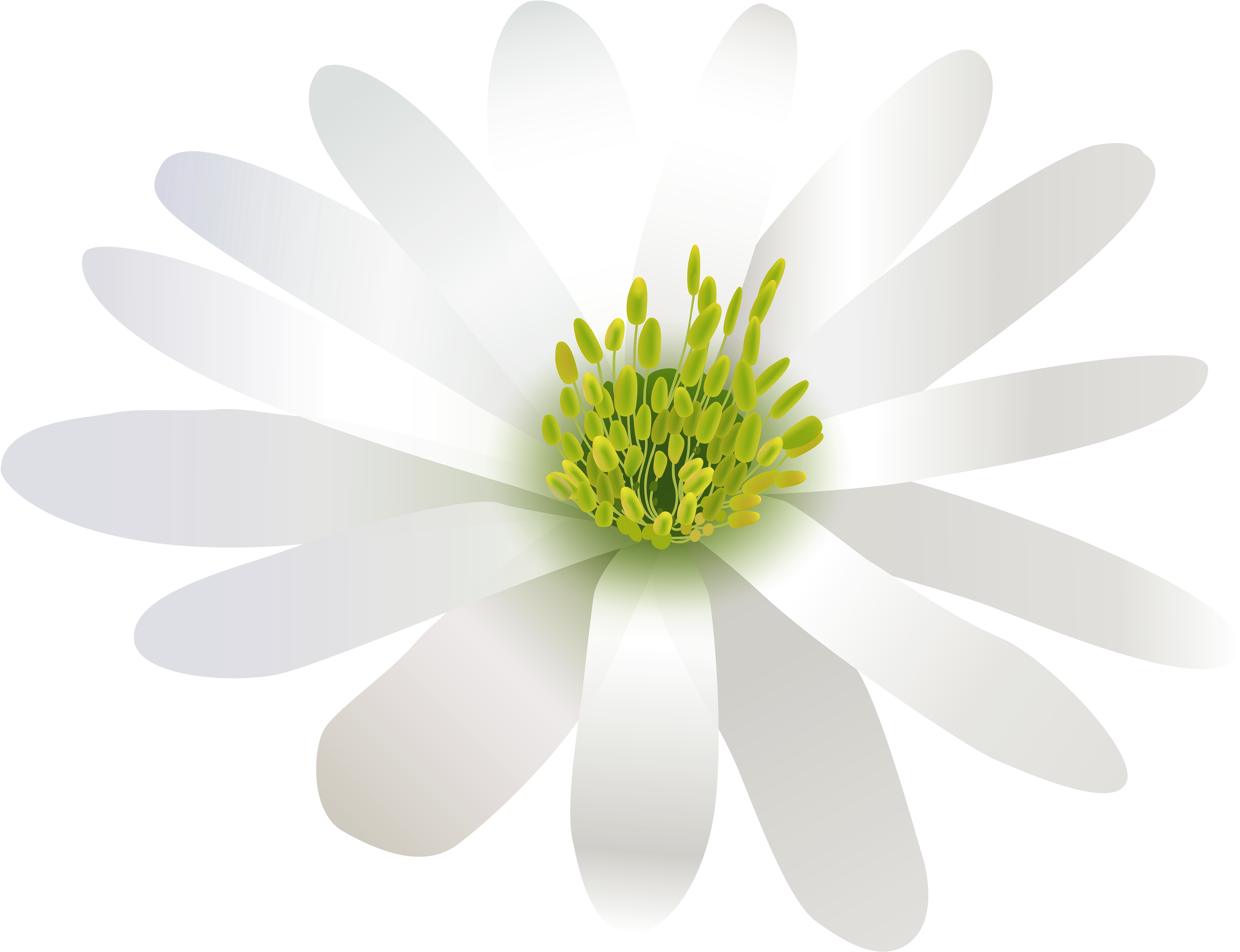 Flower White Transparent Png Clip Art Image - African Daisy (5000x3919), Png Download