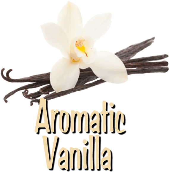 Jg Group - Vanilla - Moth Orchid (600x600), Png Download